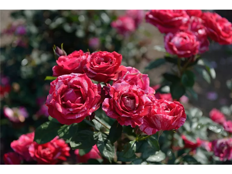 Rosa 'Henri Matisse®' deltisse