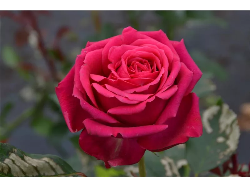 Rosa 'Regis Marcon'® delpargentro