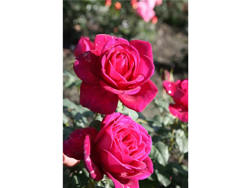 Rosa 'Moin Moin®'
