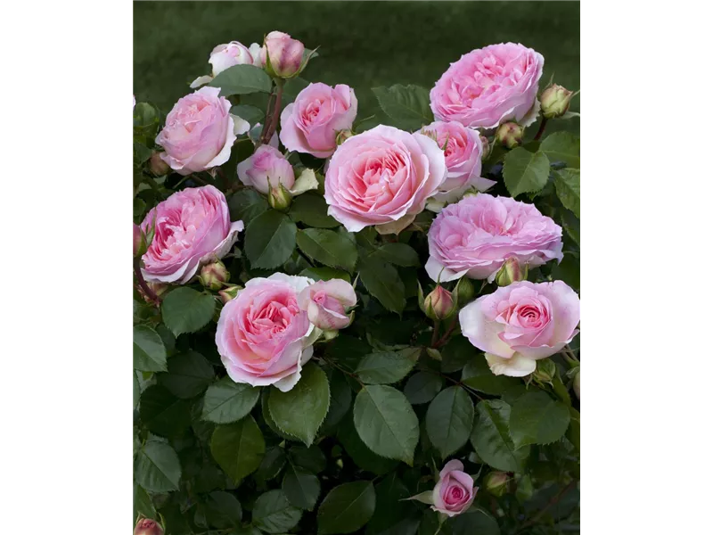Rosa 'Kurfürstin Sophie®'