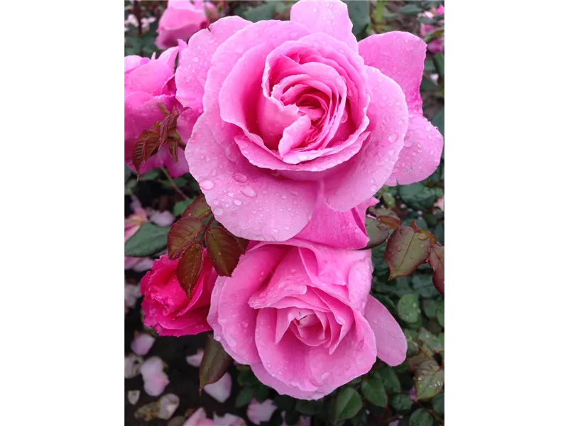 Rosa 'Our Last Summer®'