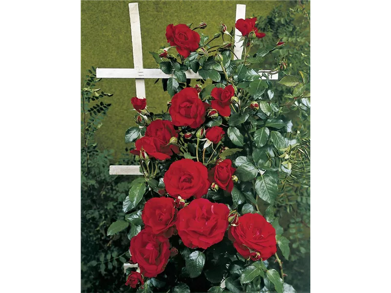 Rosa 'Baikal®'