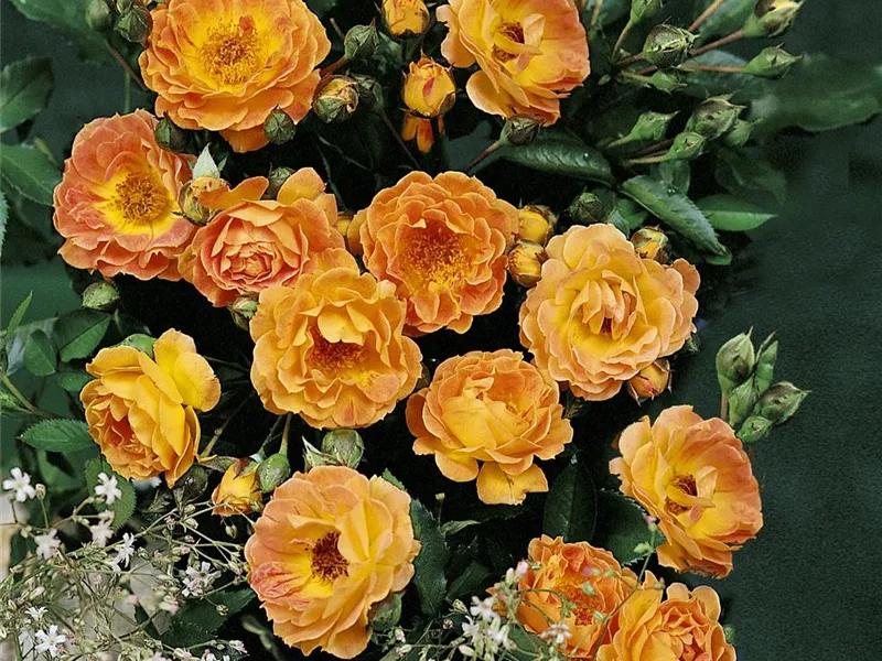 Rosa 'Jojo Peach®' 