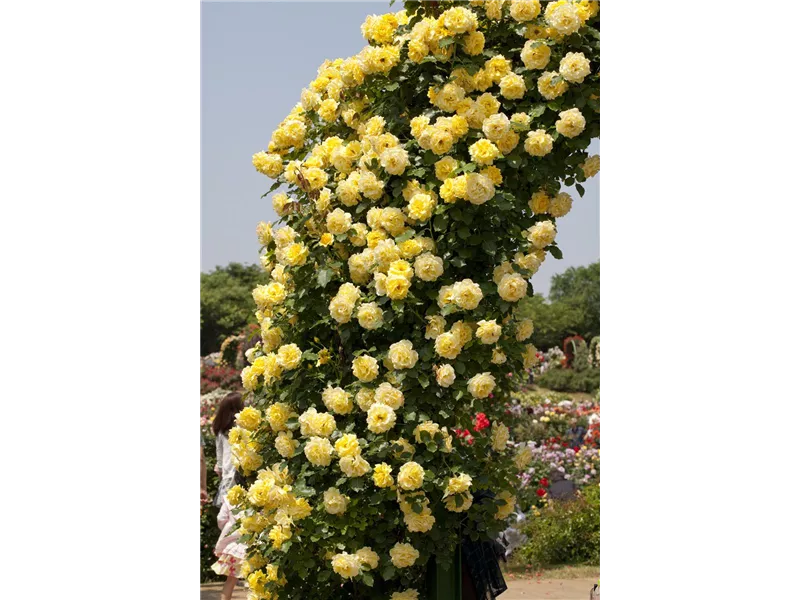 Rosa 'Perfumy Siluetta®'