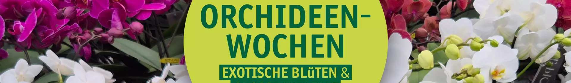 Orchideenwochen 2027 im Rosengut - Rosengut Langerwisch