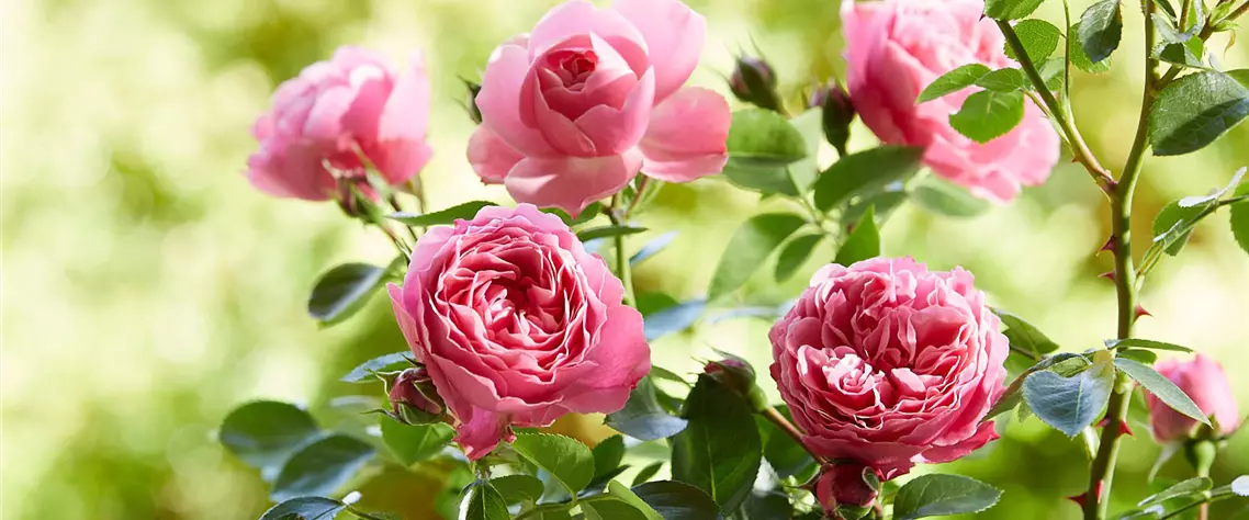 RosenHeader.jpg
