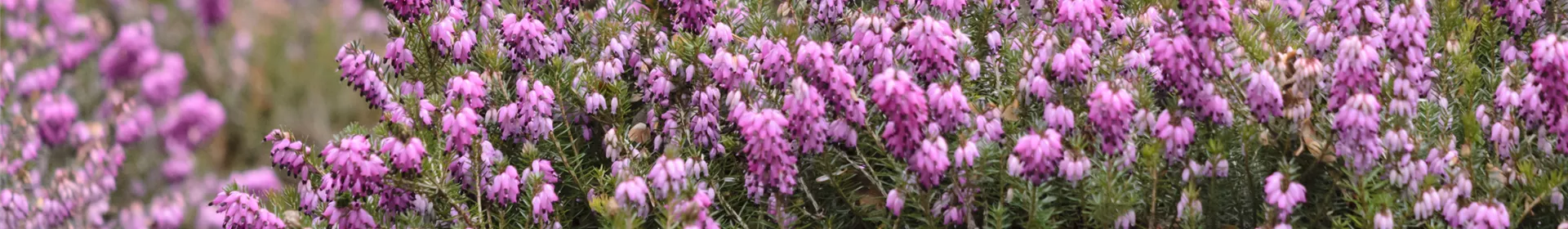 Gartentipp im Oktober: Heidepflanzen mit besonderen Talenten - Rosengut Langerwisch