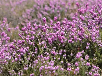 Gartentipp im Oktober: Heidepflanzen mit besonderen Talenten