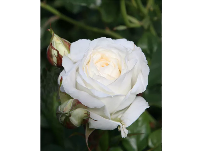 Rosa 'Claus Dalby®'