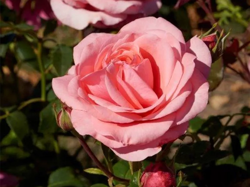 Rosa 'Elaine Paige®'