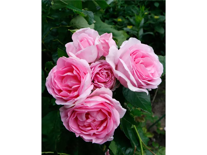 Rosa 'Ghita Renaissance®'