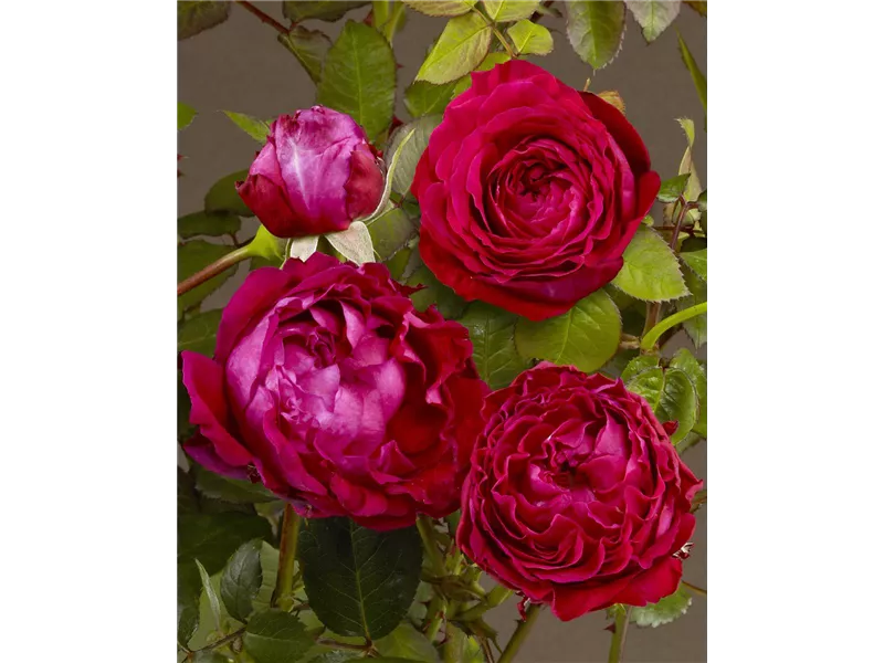 Rosa 'Burgundy Ice®'