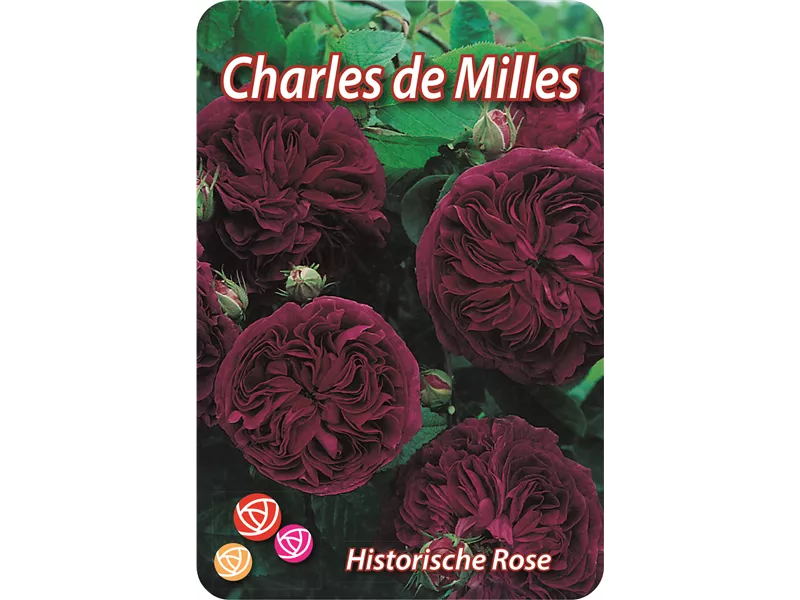 Rosa 'Charles de Milles'