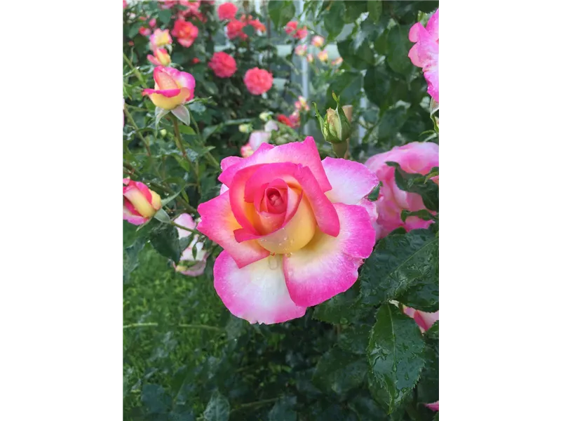 Rosa 'Sweet Delight®'