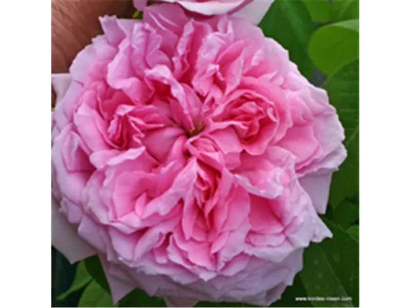 Rosa 'Madame Boll'