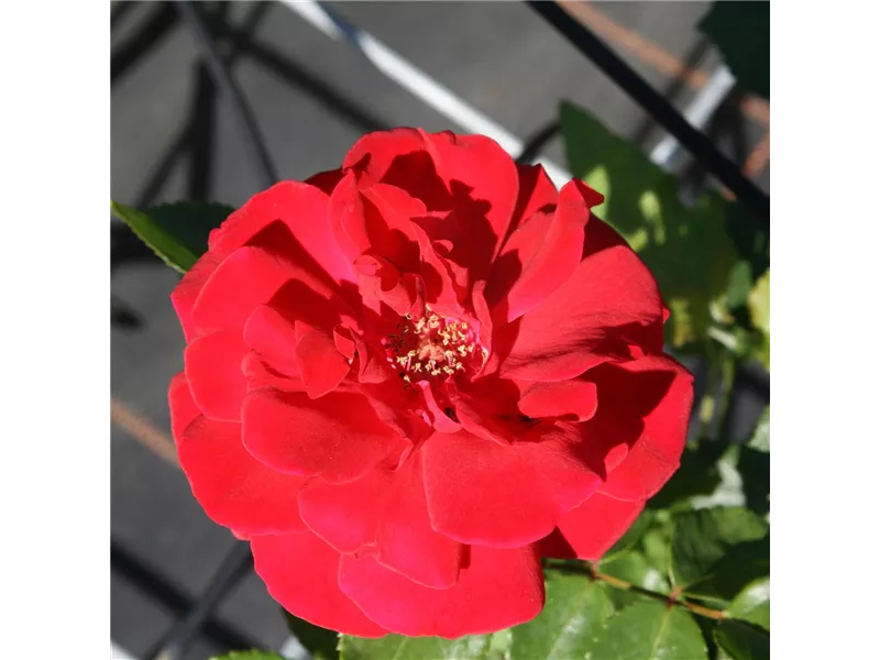 Rosa 'Ghislaine Feuerwerk®'