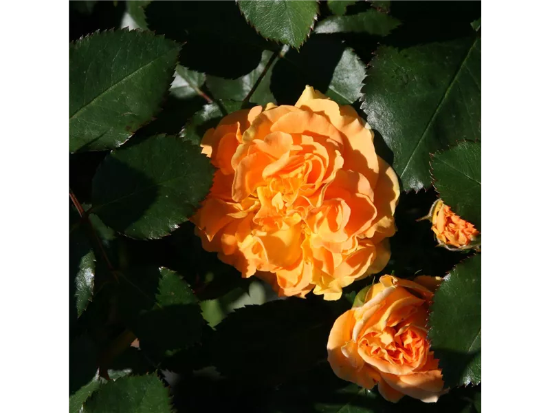 Rosa 'Here Comes The Sun®'
