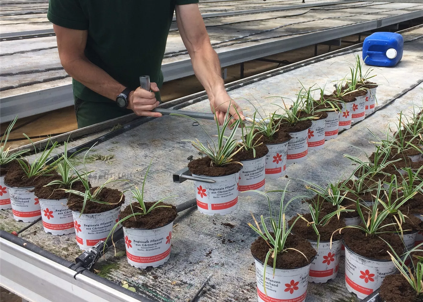 Arbeiten in der Pflanzenproduktion des Rosenguts