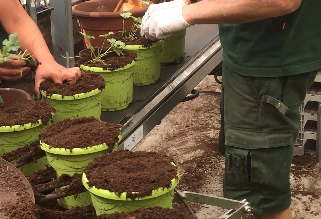 Teamarbeit in der Pflanzenproduktion im Rosengut