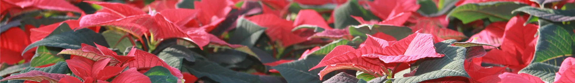Weihnachssterne aus eigener Produktion - Rosengut Langerwisch