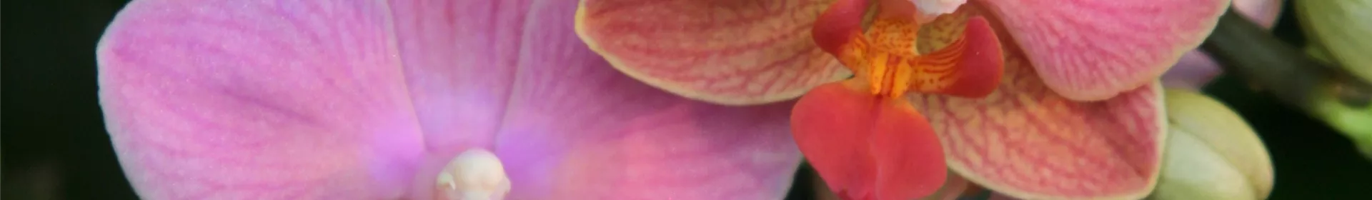 Anmeldestopp! Tropische Nacht der Orchideen - Rosengut Langerwisch