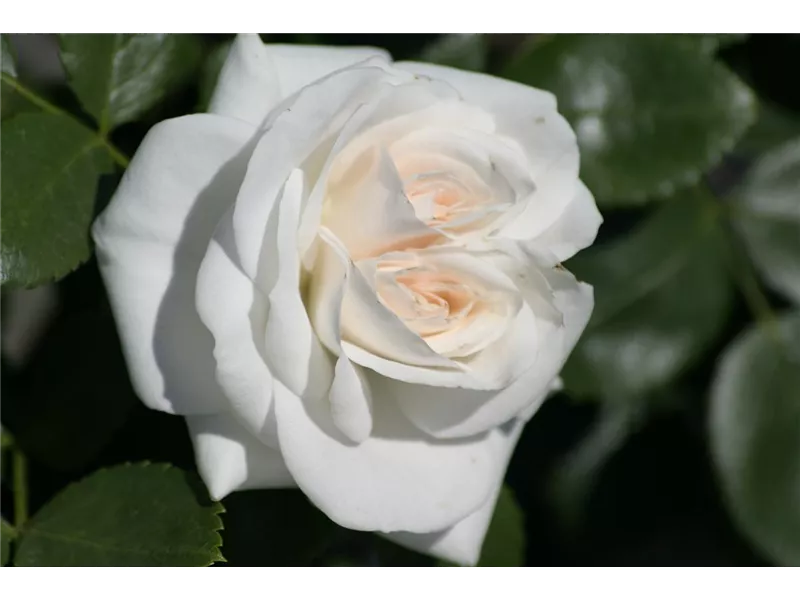 Rosa 'Aspirin® Rose'