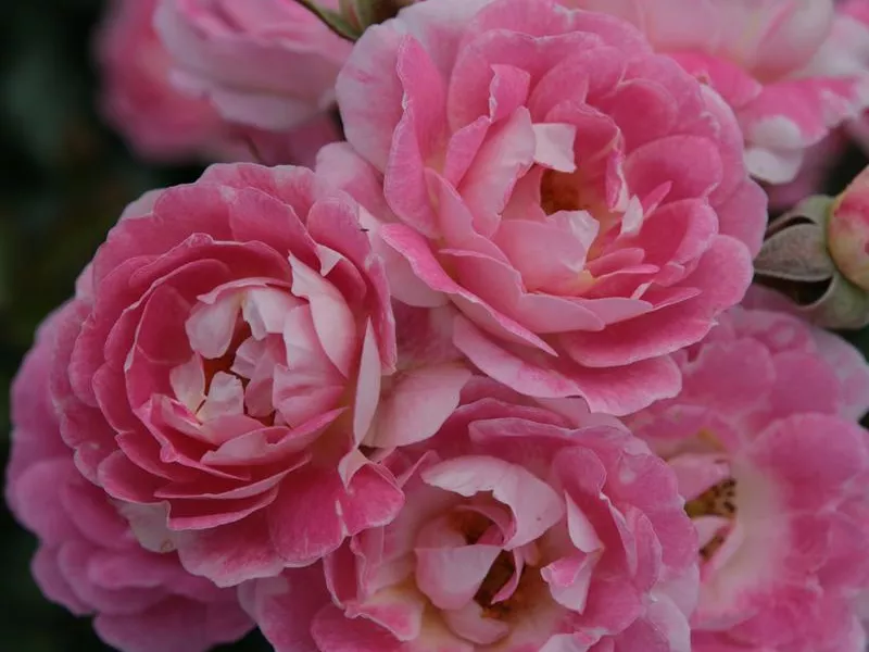Rosa 'Flirt 2011®'