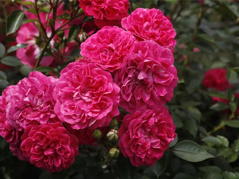 Rosa 'Roxy®'
