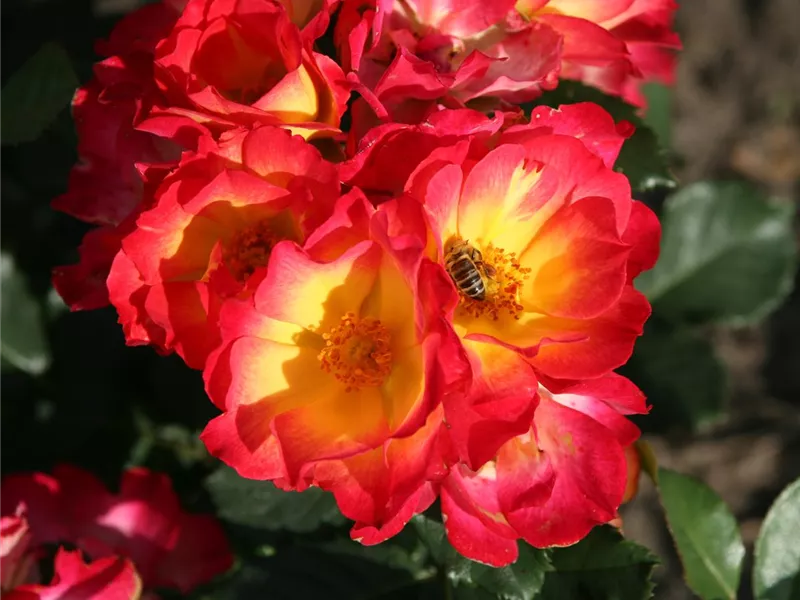 Rosa 'Summer of Love®'