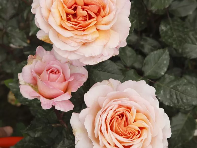 Rosa 'Großherzogin Luise®'