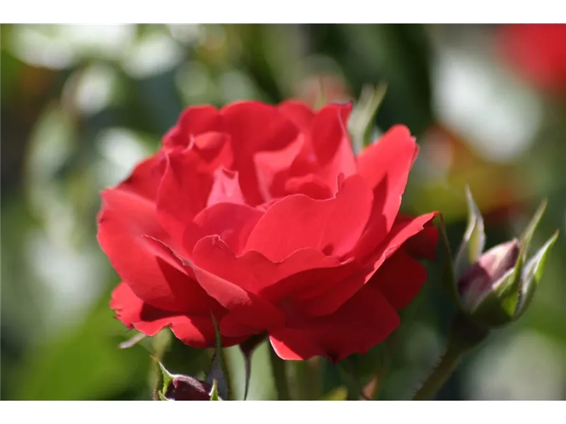 Rosa 'Red Yesterday®'