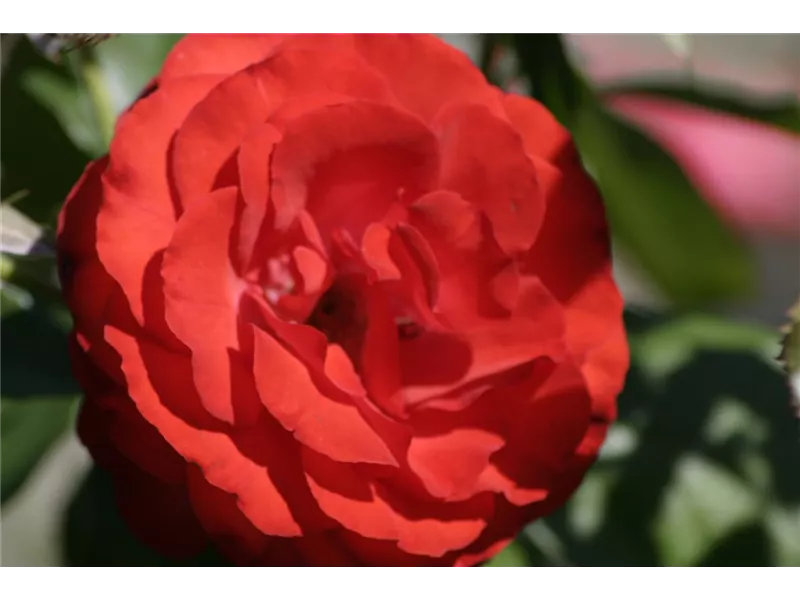 Rosa 'Kosmos®'