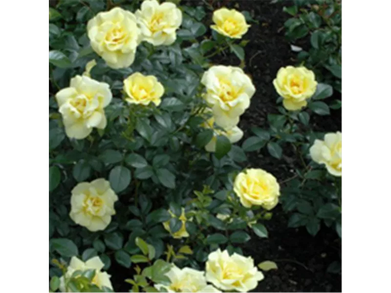 Rosa 'Loredo®'