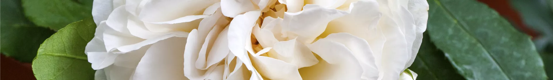Historische Rosen - Rosengut Langerwisch