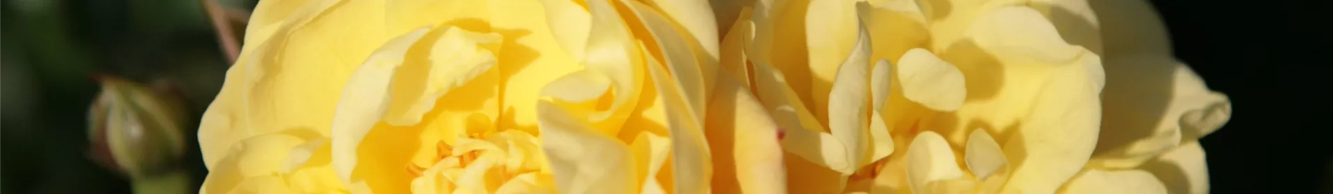 Bodendecker- und Kleinstrauchrosen - Rosengut Langerwisch