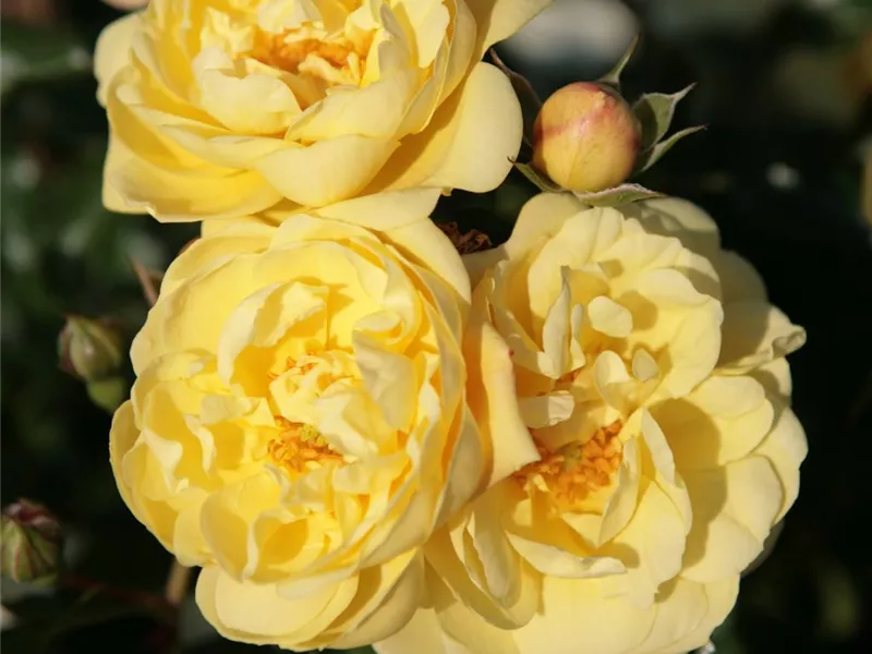 Rosa 'Sunny Rose®'