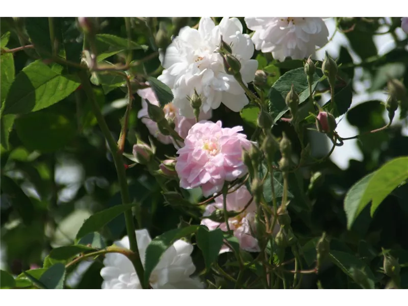 Rosa 'Paul's Himalayan Musk®''