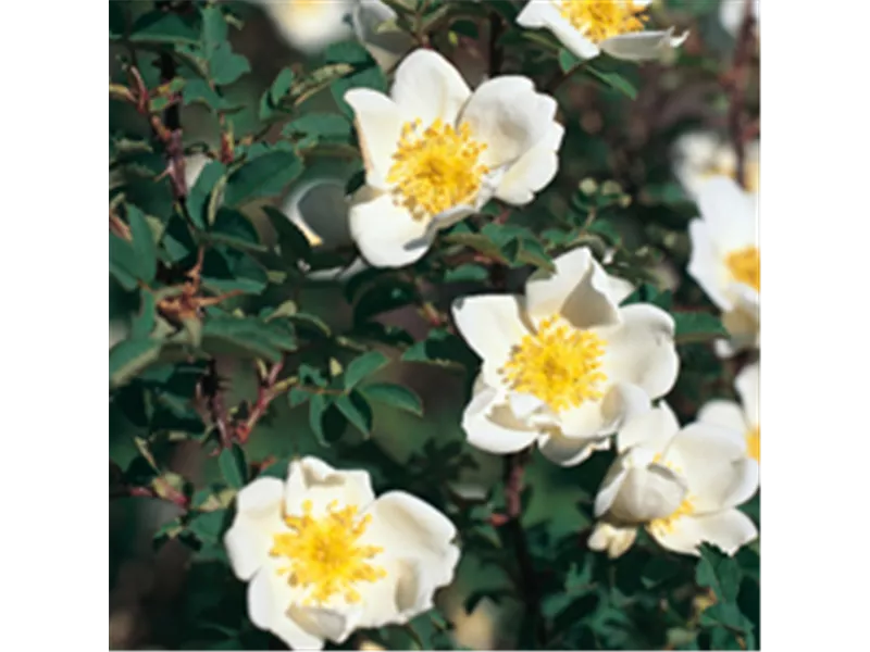 Rosa 'Rosa pimpinellifolia'