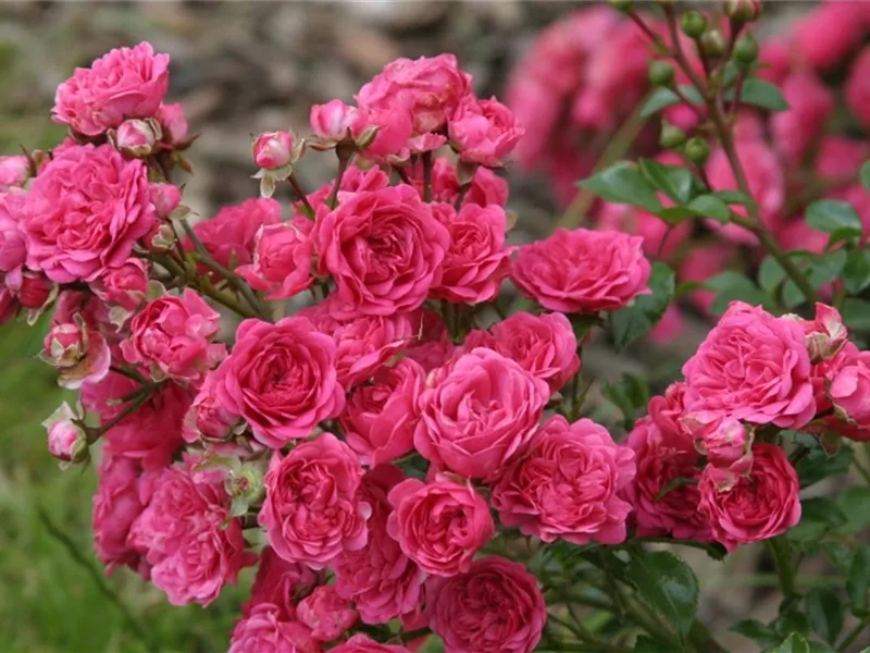 Rosa 'Pepita®'