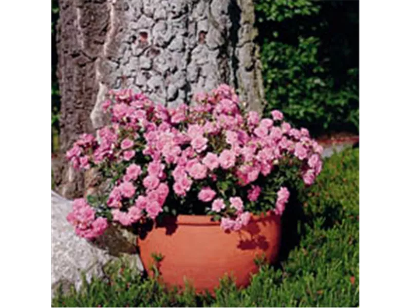 Rosa 'Sugar Baby'