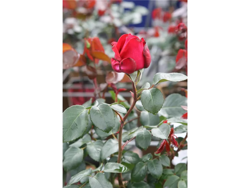 Rosa 'Blue Girl®'