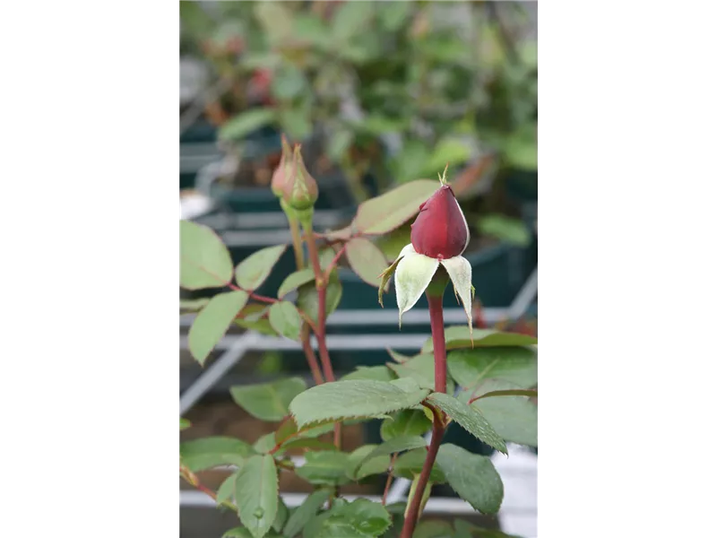 Rosa 'Athena®'