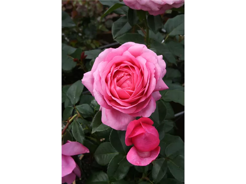 Rosa 'Desirée®'