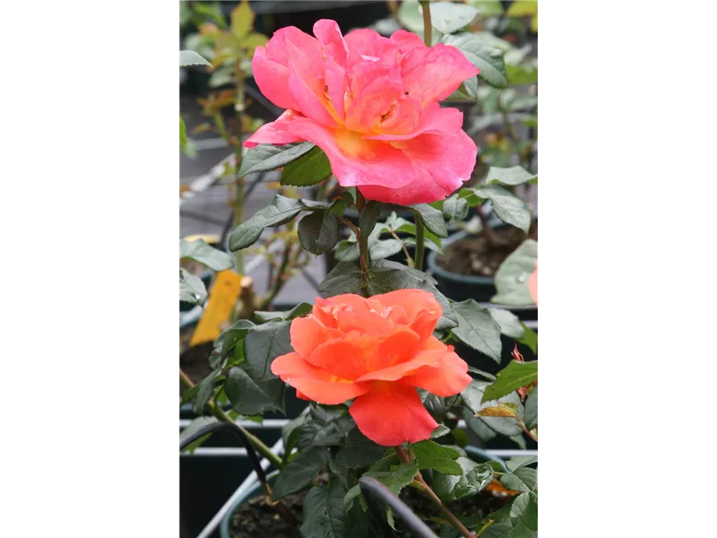 Rosa 'Hotline®'