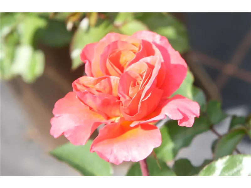 Rosa 'Red Maya®'
