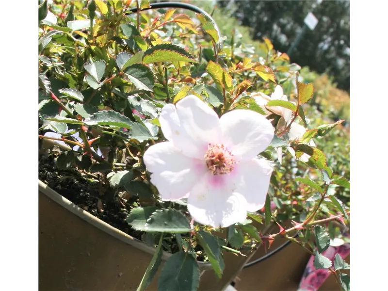 Rosa 'Smiling Eyes®'