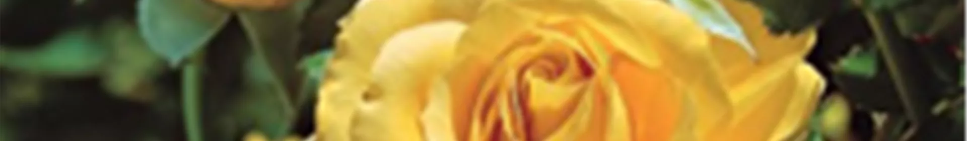 Pflanzen - Rosengut Langerwisch