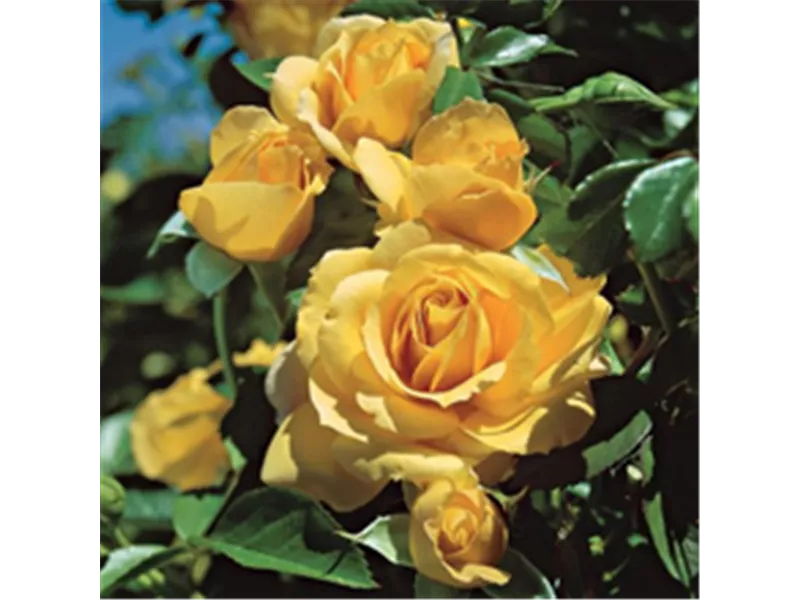 Rosa 'Absolutely Fabulous®'