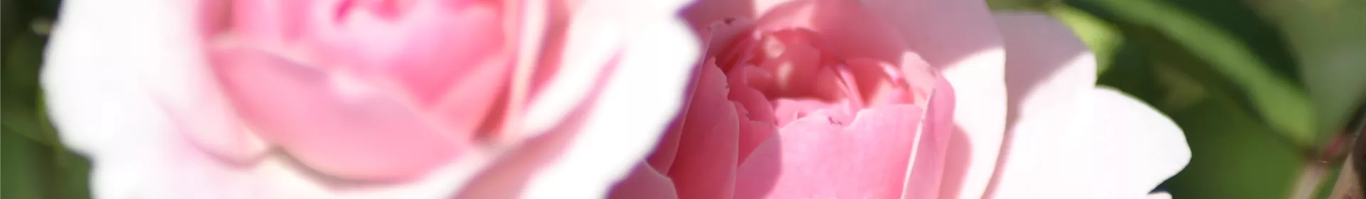 Beetrosen - Rosengut Langerwisch