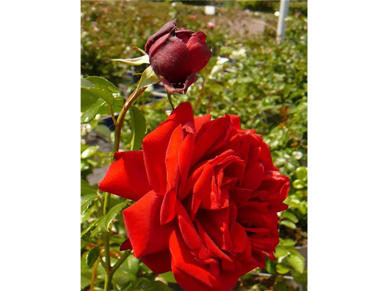 Rosa 'Jugendliebe'